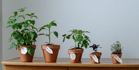 Plants growing